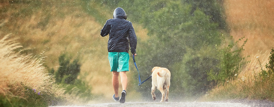 Man with dog in heavy rain