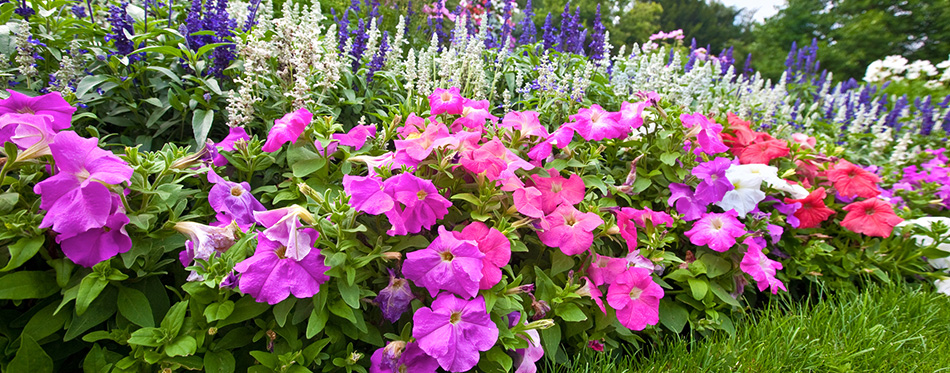 Manicured flower garden with colorful azaleas.
