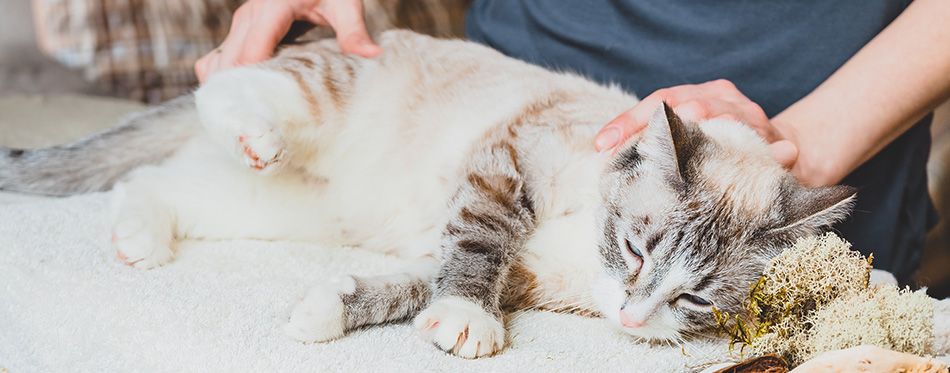 Massage of the cat's hind leg