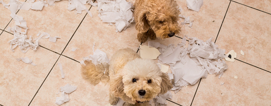 Naughty dog destroyed tissue roll into pieces when home alone