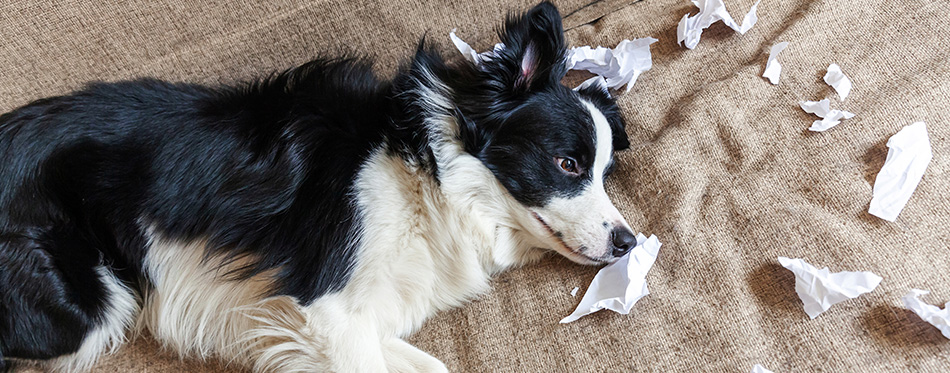 Naughty playful puppy dog border collie after mischief biting toilet paper lying on couch at home. Guilty dog and destroyed living room. Damage messy home and puppy with funny guilty look 