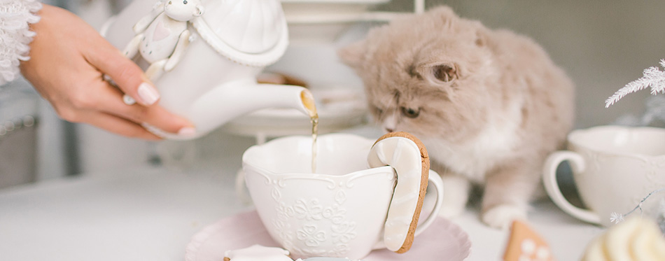 Nice selkirk rex cat looking into tea cup on table 