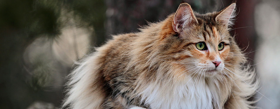 Norwegian forest cat female 