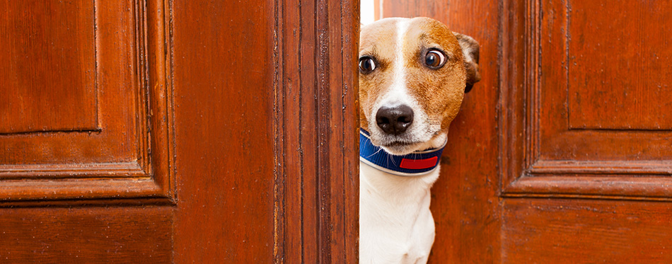 Nosy dog at the door