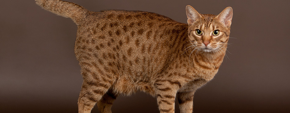 Ocicat male cat on dark brown background