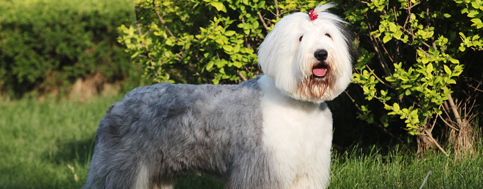 Old English Sheepdog