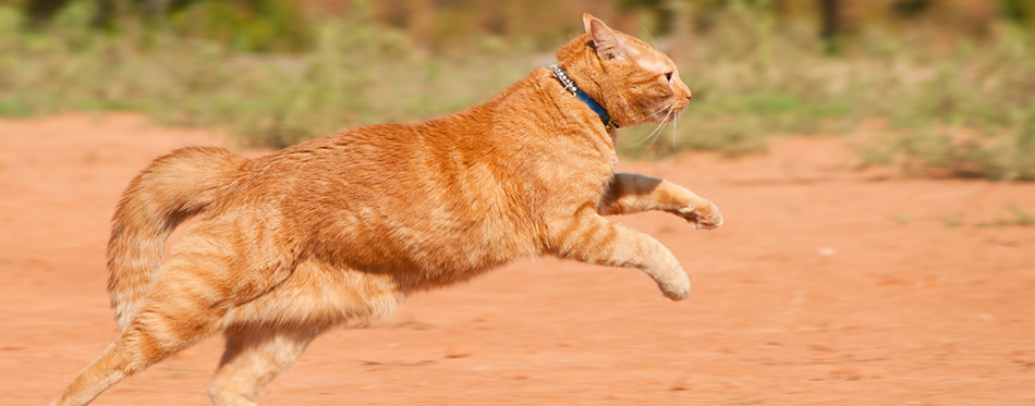 Orange tabby cat running across red sand in full speed