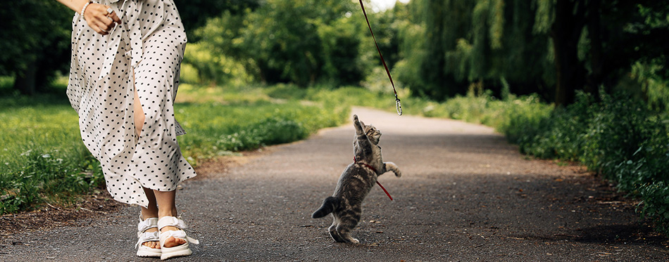 Owner playing with a cat