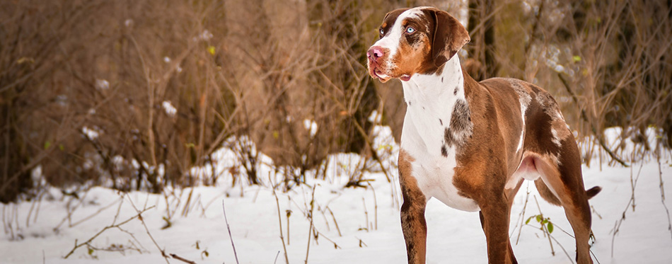 Photo of Catahoula Leopard Dog