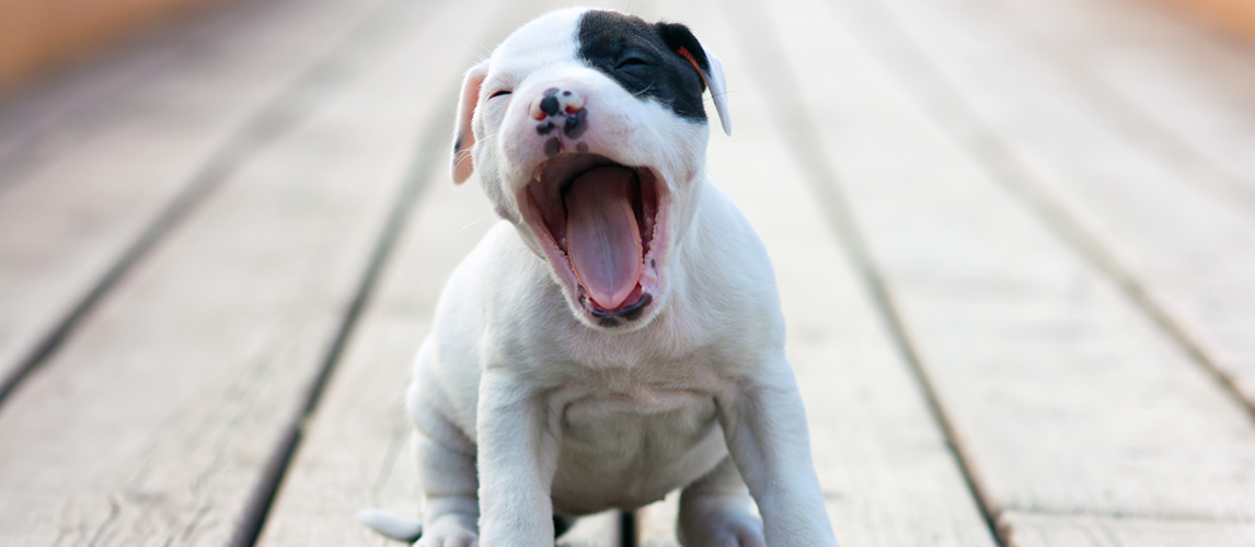 Chihuahua and pitbull best sale breed