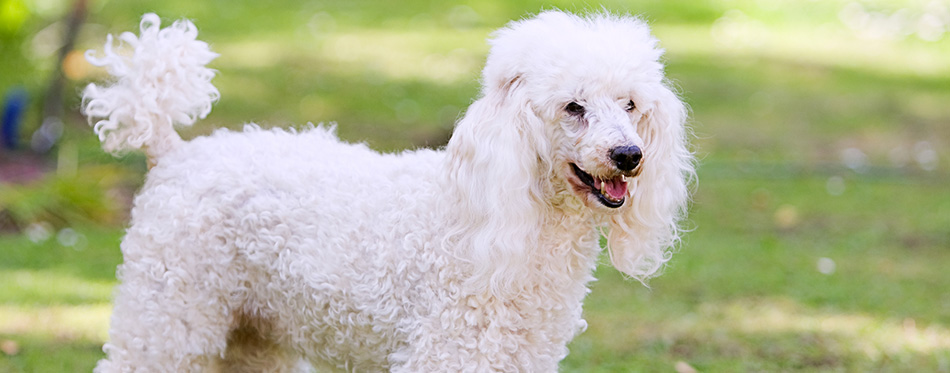 Poodle Standing in the Garden