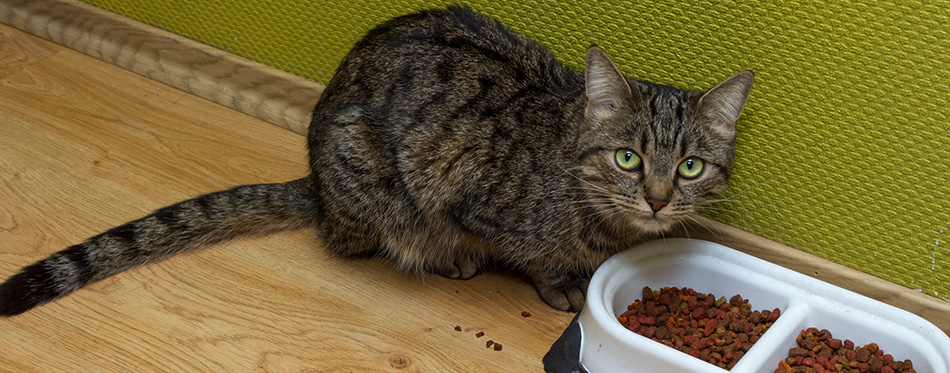 Portrait of a cat in a plate of food. 