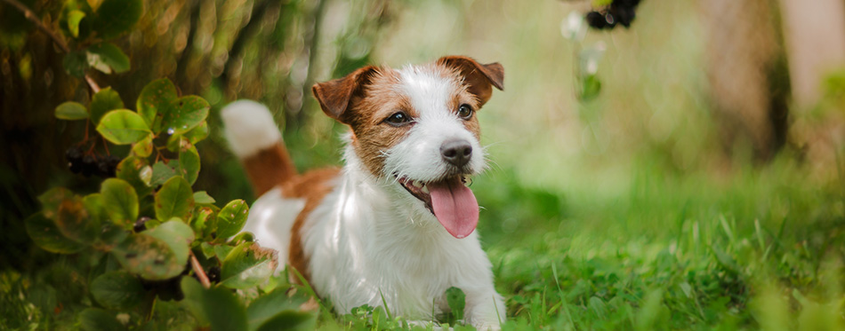 Portrait of a dog. Jack Russell Terrier 