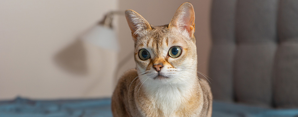 Portrait of adorable singapura cat.