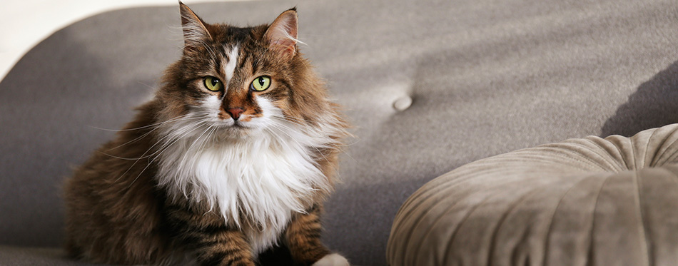 Portrait of beautiful and fluffy tri colored tabby cat at home