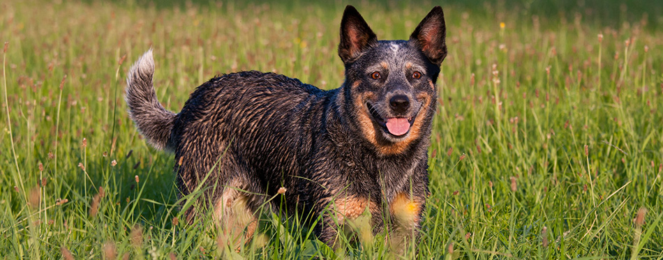 Portrait of nice australian cattle dog