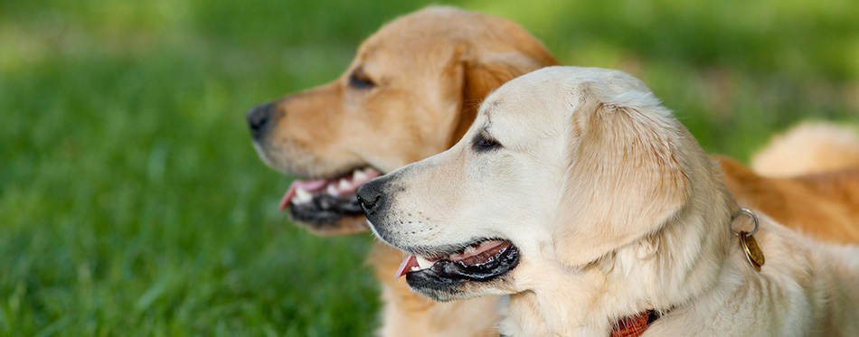 Portrait of two young beauty dogs