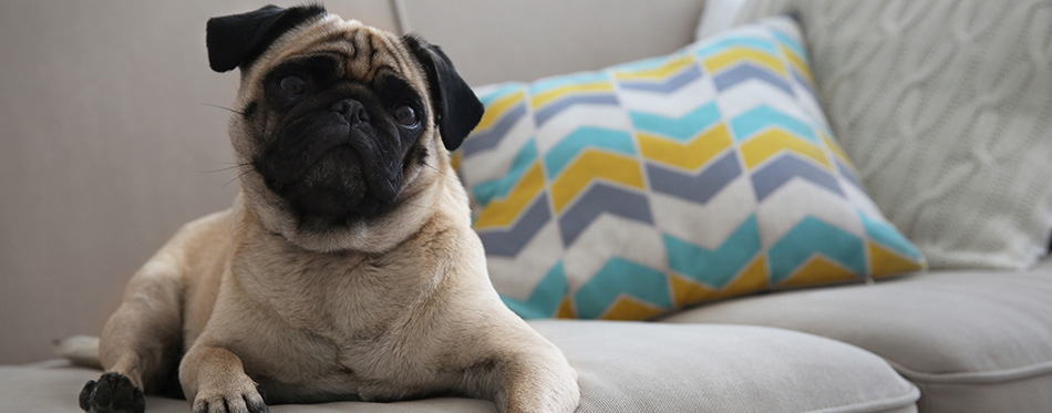 Pug dog on couch