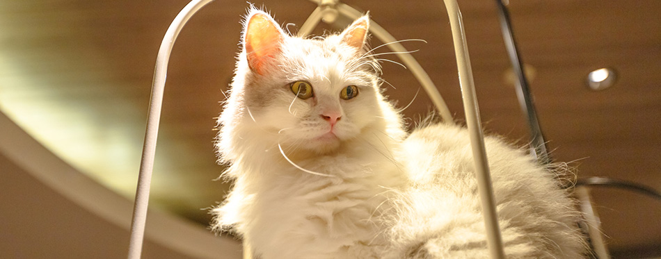 Purebred Angora cat