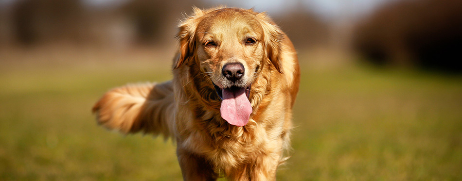 Purebred dog running towards camera 