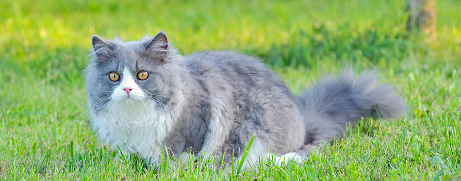 Ragdoll cat