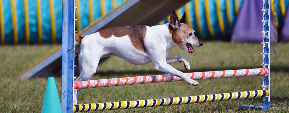 Rat Terrier at Dog Agility Trial