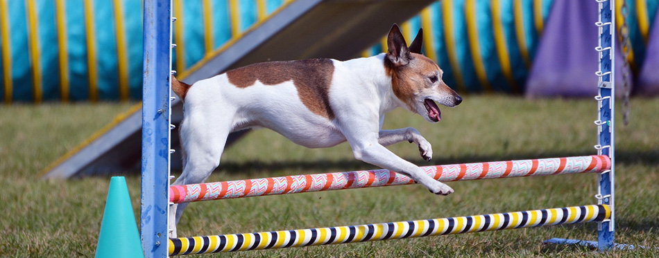 Rat Terrier at Dog Agility Trial 