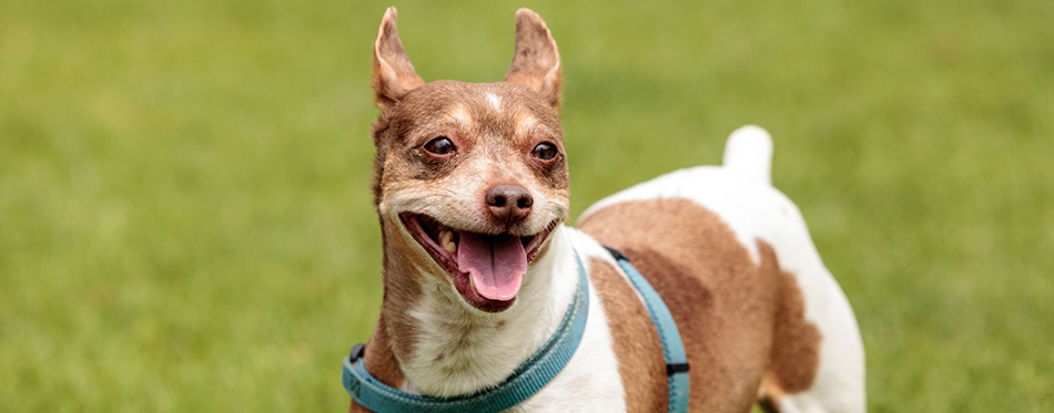 Rat terrier dog mix