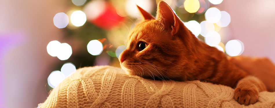 Red cat at home in Christmas time 