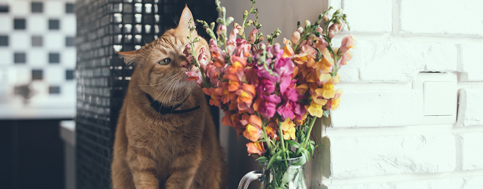 Red cat smelling the flowers 