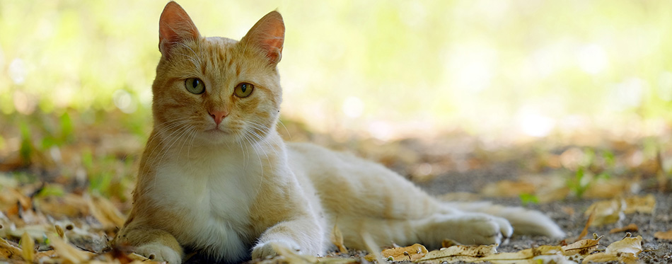 Red-headed cat 