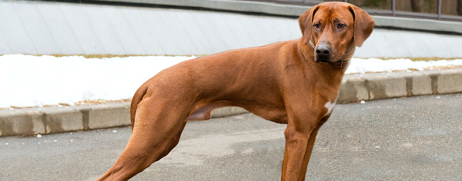 Rhodesian Ridgeback