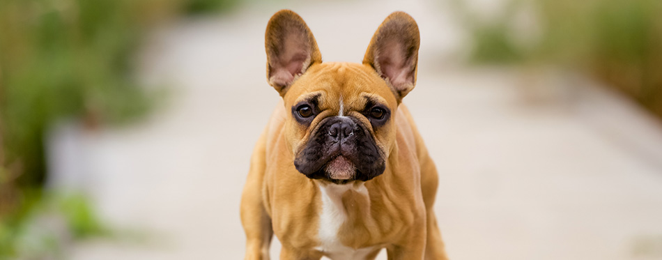 Running French Bulldog Puppy 