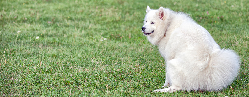 Samoyed dog pooping at grass field in the park