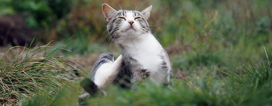 Satisfied Cat in the green grass. Cat scratched