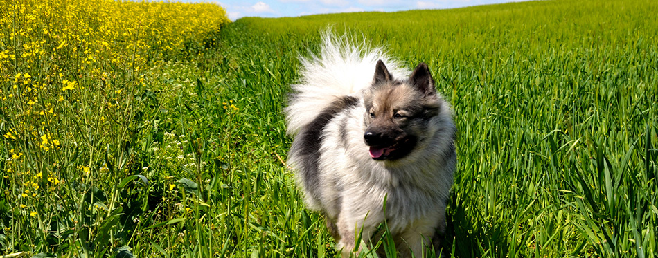 Scenic view of wild wolf at nature