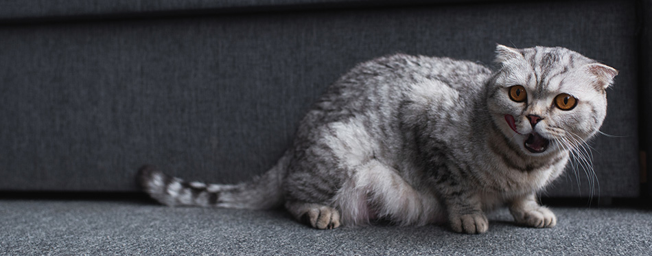 Scottish fold cat sitting near couch and meowing in living room 