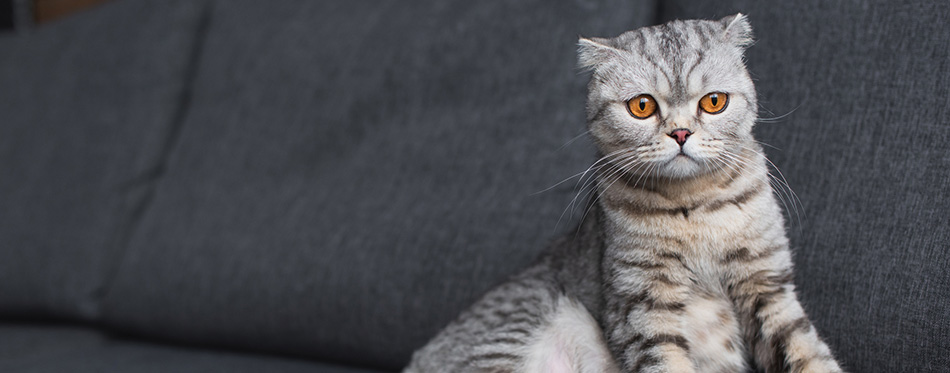 Scottish fold cat sitting on couch in living room