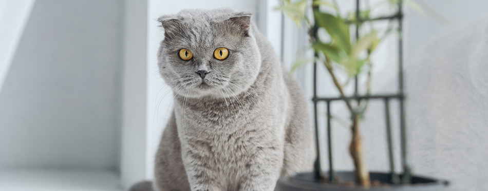 Scottish fold cat sitting on windowsill at home