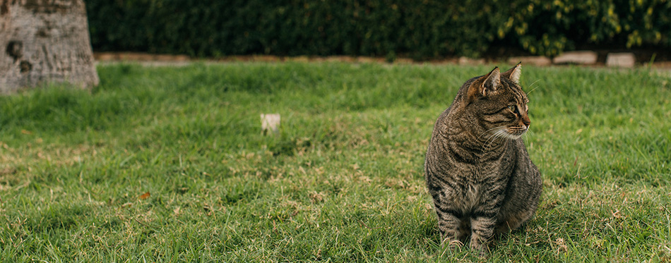 Selective focus of cute cat sitting on green grass