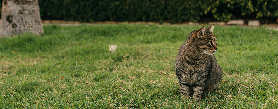 Selective focus of cute cat sitting on green grass