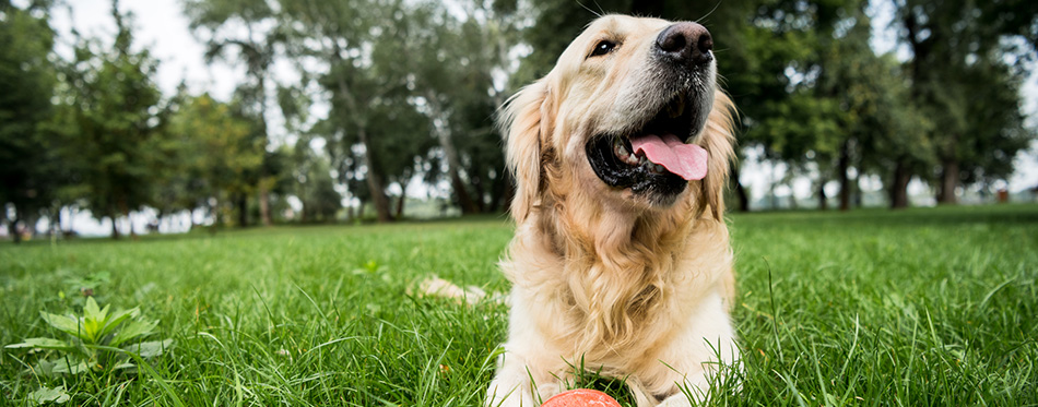 Selective focus of cute golden retriever dog lying with rubber ball on green lawn 