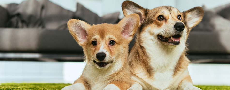 Selective focus of two cute welsh corgi dogs laying on green lawn at home
