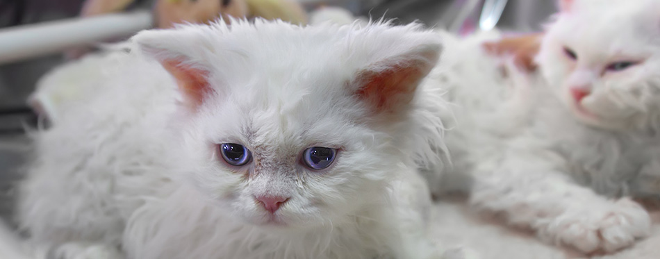 Selkirk Rex kitten