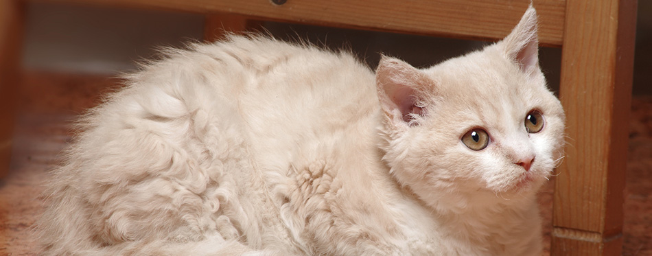 Selkirk rex kitten 