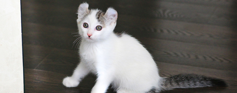 Shorthair American Curl kitten is sitting on the floor