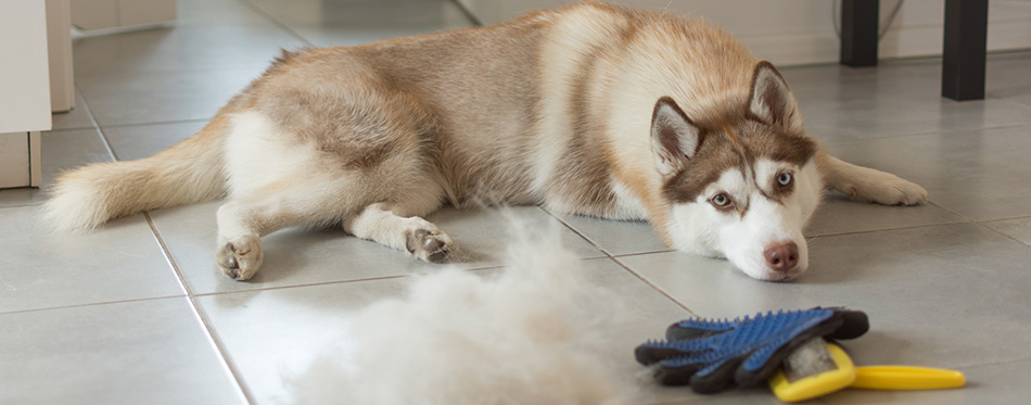 Siberian husky lies on floor in pile of his fur and dog comb.