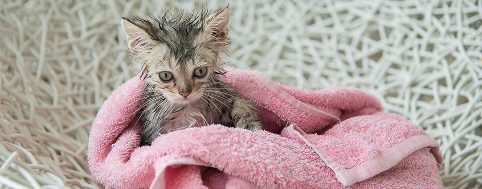Soggy kitten after a bath 