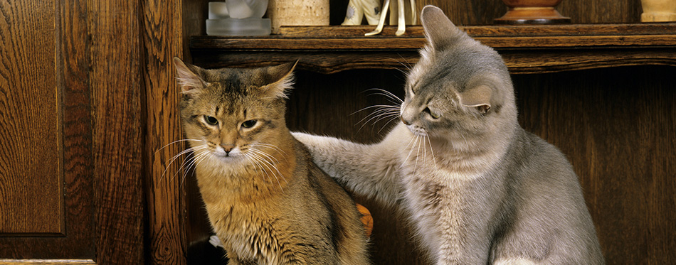 Somali Domestic Cat, natural background 