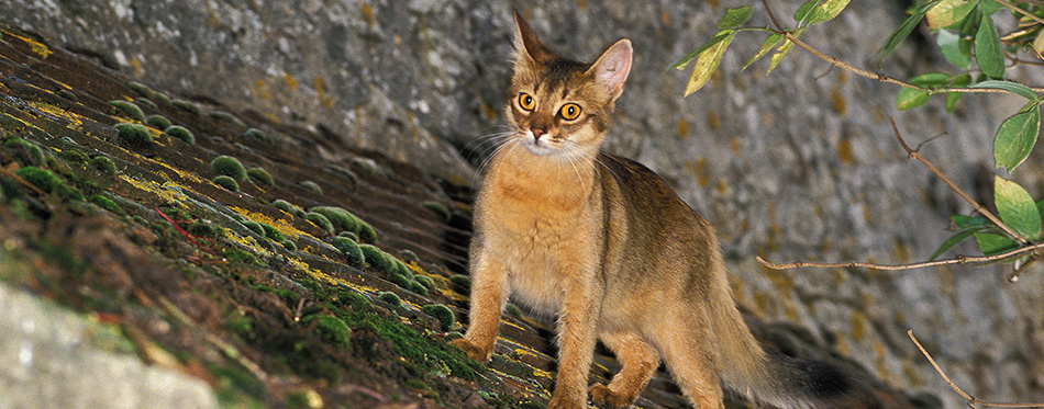 Somali Domestic Cat on Roof 